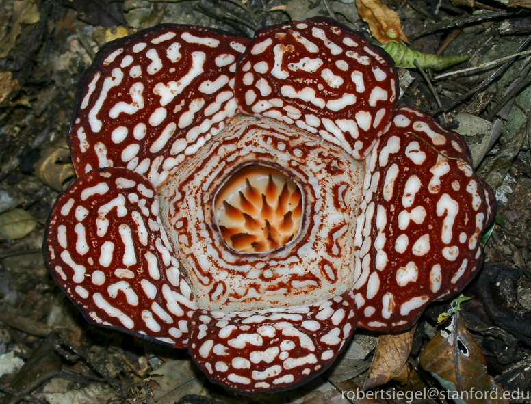 rafflesia